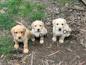 Photo №3. 5 chiots de labrador jaune. L'Autriche