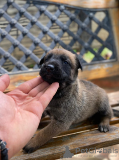 Photos supplémentaires: Chiots berger belge