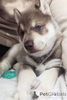 Photo №1. husky de sibérie - à vendre en ville de Anvers | Gratuit | Annonce №163739