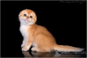 Photo №3. Chinchilla doré aux oreilles repliées. Fédération de Russie