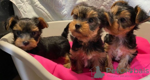 Photo №2 de l'annonce № 73995 de la vente yorkshire terrier - acheter à Allemagne annonce privée