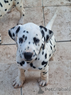 Photo №1. dalmatien - à vendre en ville de Helsinki | Gratuit | Annonce №173943