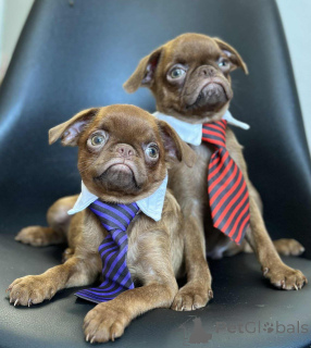 Photo №4. Je vais vendre griffon bruxellois en ville de Sabor. éleveur - prix - 1500€