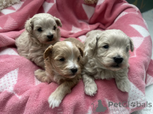 Photo №2 de l'annonce № 131224 de la vente maltipu - acheter à USA annonce privée