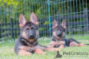 Photos supplémentaires: Chiots berger allemand