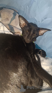 Photo №1. oriental shorthair - à vendre en ville de Omsk | 970€ | Annonce № 139054