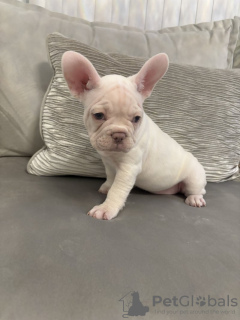 Photo №2 de l'annonce № 128739 de la vente bouledogue - acheter à USA annonce privée