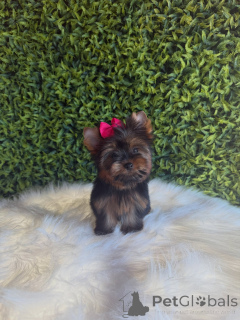 Photo №3. Adorables chiots Yorkshire Terrier micro, en bonne santé, vaccinés et prêts à. République Tchèque