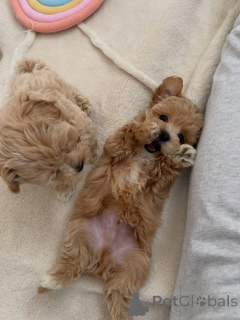 Photo №3. Chiots Maltipoo abricot ludiques, mâles et femelles disponibles. Pays Bas
