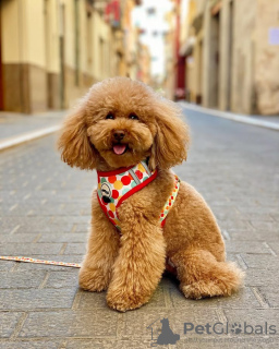 Photo №2 de l'annonce № 132651 de la vente caniche (jouet) - acheter à Portugal éleveur