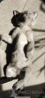 Photo №3. Chatons birmans mâles et femelles amicaux. Pays Bas