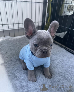 Photo №1. bouledogue - à vendre en ville de Toronto | 372€ | Annonce №138005