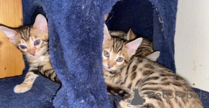 Photo №3. Pedigree Bengals enregistrés par la TICA. Pays Bas