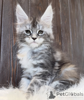 Photo №2 de l'annonce № 161722 de la vente maine coon - acheter à USA éleveur