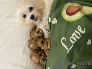 Photo №3. Garçons Maltipoo offerts. Ukraine