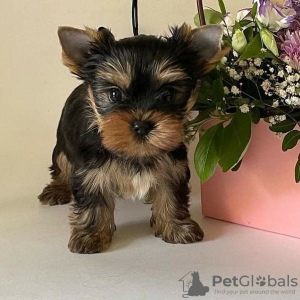 Photos supplémentaires: Chiots yorkshire terrier