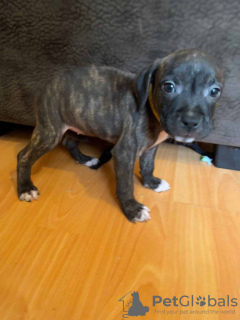 Photo №1. american pit bull terrier - à vendre en ville de Berlin | Gratuit | Annonce №126264