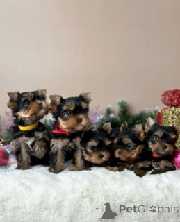 Photo №1. yorkshire terrier - à vendre en ville de Fracasse | 300€ | Annonce №174950