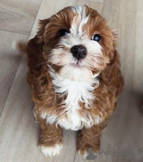 Photo №3. Urocze szczenięta rasy Labradoodle szukają kochającego domu!. Pologne