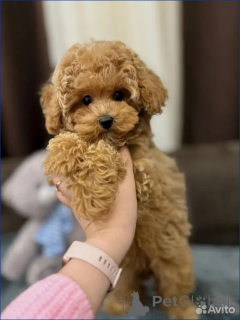 Photo №1. maltipu - à vendre en ville de Berlin | 750€ | Annonce №162527