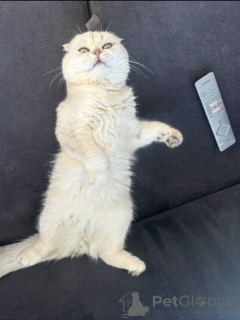 Photo №2 de l'annonce № 157770 de la vente british shorthair - acheter à France annonce privée