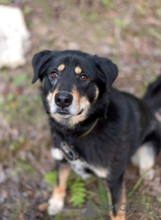 Photo №2 de l'annonce № 30218 de la vente chien bâtard - acheter à Fédération de Russie annonce privée