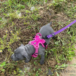 Photo №3. Staffordshire Bullterrier-Mix-Welpen... Kontaktieren Sie mich per WhatsApp unter. Allemagne