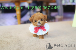 Photo №4. Je vais vendre caniche (jouet) en ville de Boise. éleveur - prix - négocié