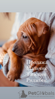 Photo №2 de l'annonce № 9336 de la vente chien thaïlandais à crête dorsale - acheter à Fédération de Russie annonce privée