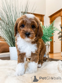 Photo №2 de l'annonce № 157473 de la vente labradoodle - acheter à Suisse annonce privée