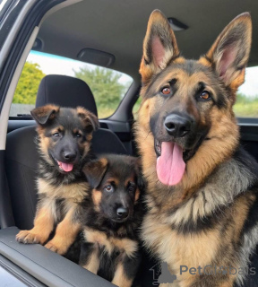 Photo №1. berger allemand - à vendre en ville de Cologne | négocié | Annonce №158378