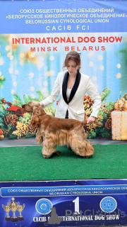 Photo №1. Service d'accouplement - race: cocker spaniel anglais. Prix - négocié