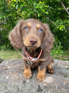 Photo №2 de l'annonce № 158456 de la vente teckel - acheter à Italie éleveur