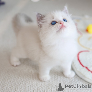 Photo №1. ragdoll - à vendre en ville de Cavan | 250€ | Annonce № 152261