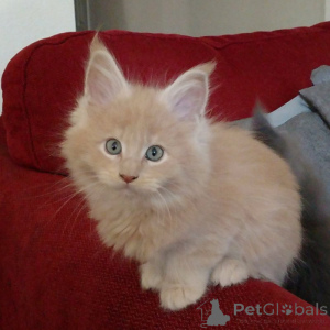 Photo №3. Wunderschöne, Menschenbezogene, Retrassiger le Maine Coon Kitten. Allemagne