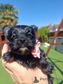 Photo №1. yorkshire terrier - à vendre en ville de Estringen | 580€ | Annonce №175715