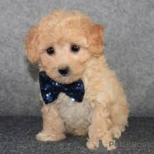 Photo №3. Chiots Maltipoo à vendre. Allemagne