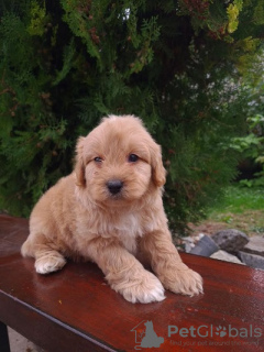 Photo №1. golden retriever - à vendre en ville de Vilovo | 300€ | Annonce №74978