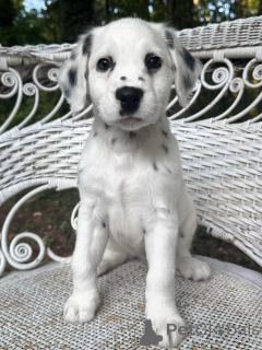 Photo №1. dalmatien - à vendre en ville de Munich | négocié | Annonce №177685
