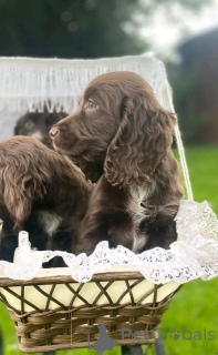 Photo №1. cocker spaniel anglais - à vendre en ville de Флорида Сити | 1063€ | Annonce №138958