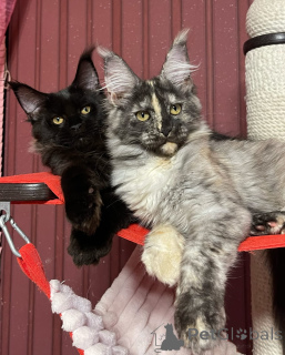 Photo №4. Je vais vendre maine coon en ville de Brighton et Hove. éleveur - prix - négocié