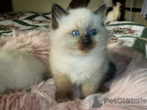 Photo №4. Je vais vendre ragdoll en ville de Jerez de la Frontera. annonce privée, éleveur - prix - 300€