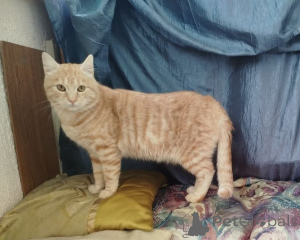 Photo №3. Joyeux Percy. Biélorussie