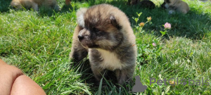 Photo №2 de l'annonce № 14333 de la vente akita (chien) - acheter à Kazakhstan annonce privée, éleveur
