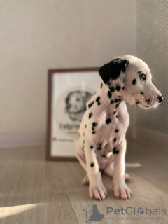 Photo №2 de l'annonce № 28290 de la vente dalmatien - acheter à Suède 