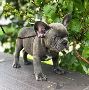 Photo №2 de l'annonce № 136241 de la vente bouledogue - acheter à USA éleveur