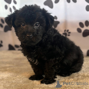 Photo №3. Yorkshire Terrier Mâle 11 semaines Prêt à rentrer à la maison. USA