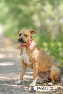 Photos supplémentaires: Chien de race Staffordshire Terrier Eva