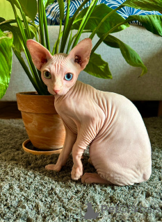 Photo №4. Je vais vendre sphynx en ville de Varsovie. éleveur - prix - 1200€