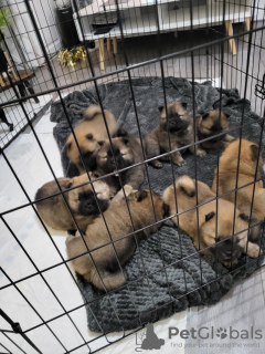 Photo №1. chow-chow - à vendre en ville de Berlin | 300€ | Annonce №90340